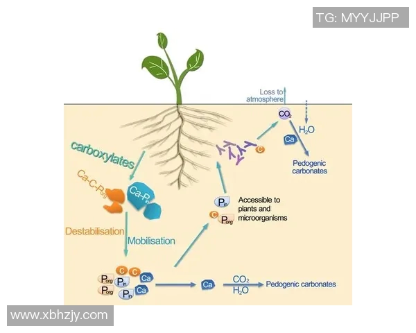 成都极限运动队的区域防守策略与热点分析探讨